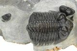 Spiny Quadrops Trilobite With Coltraneia - Ofaten, Morocco #241563-4